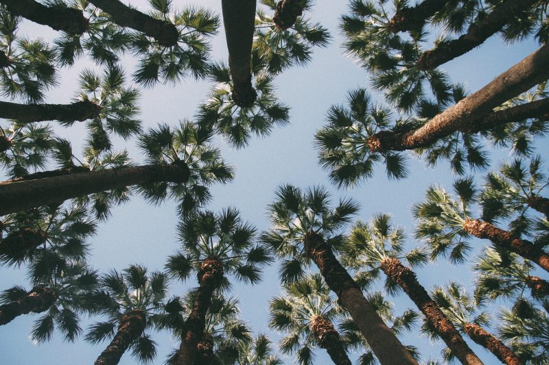 Top Landscaping Themes You Can Realise With New Age Faux Plants and Trees 