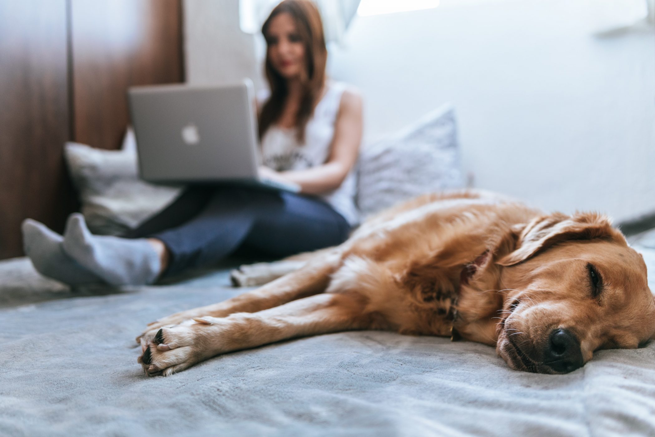 Why Pets Can Help Your Work From Home Experience Better 