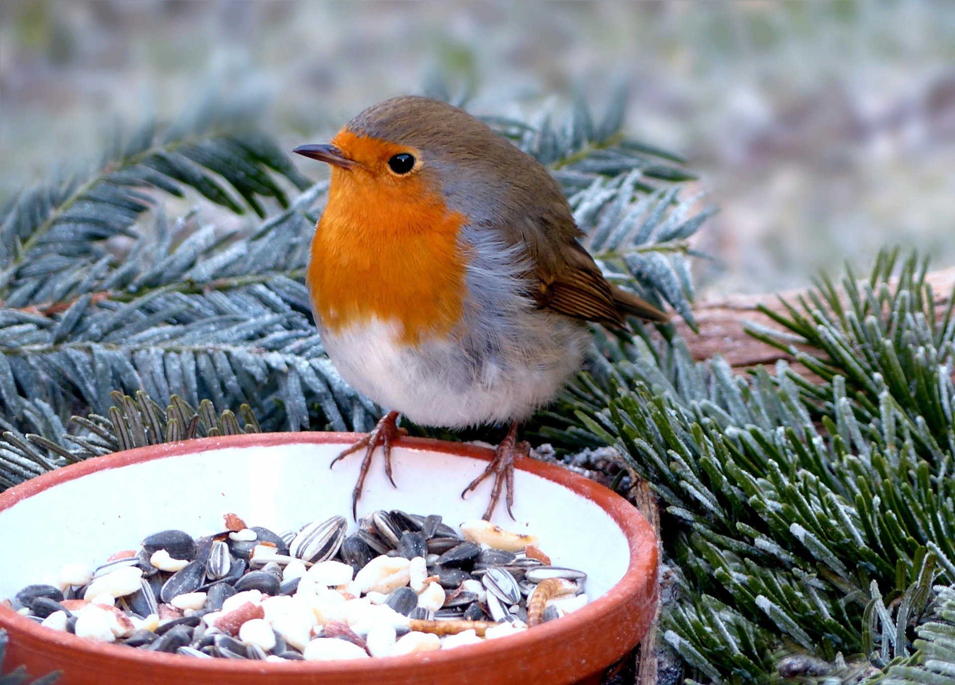 Preparing your garden for Winter