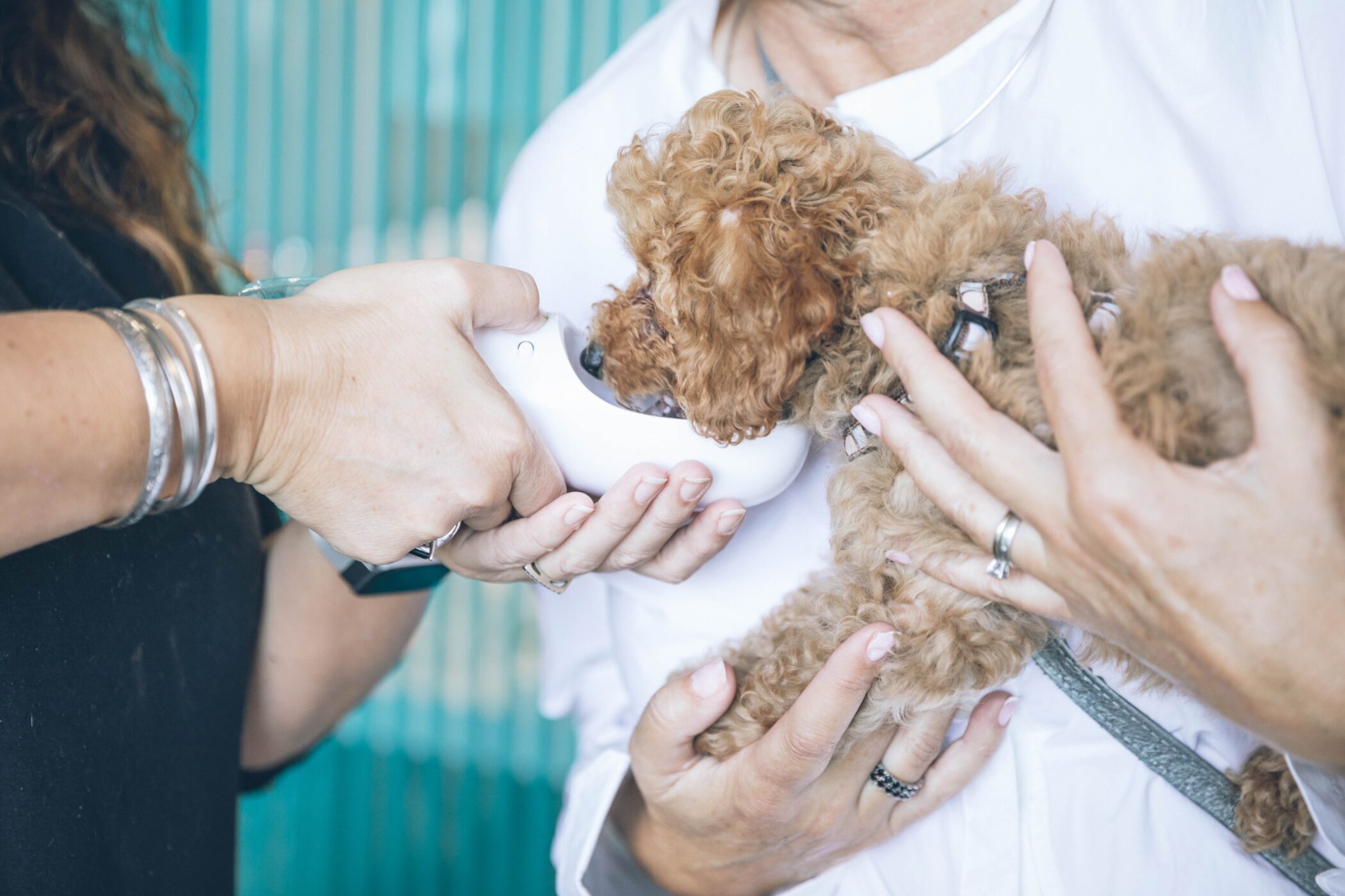 Female Veterinarians – The Future of the Industry?