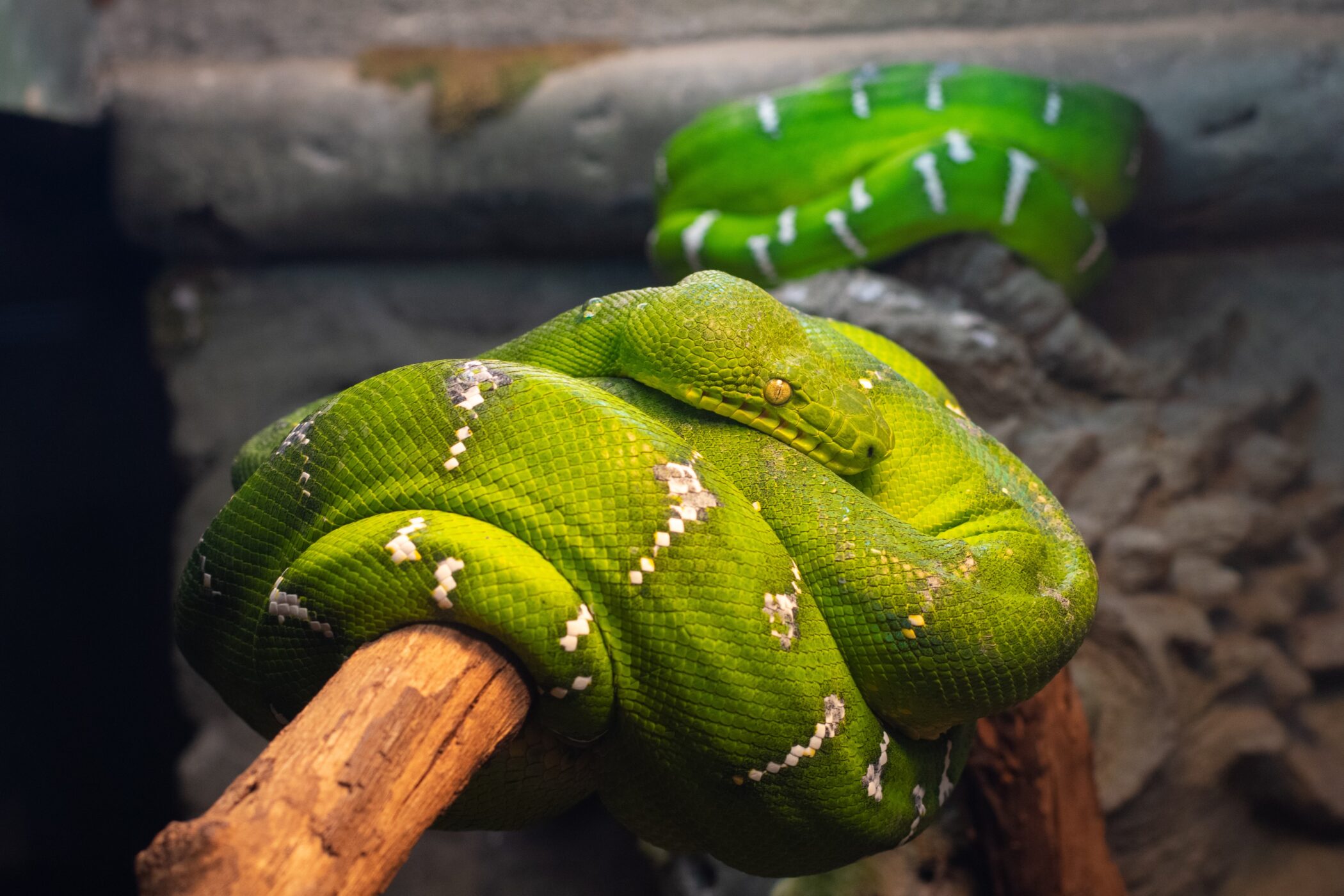 Traveling to a Tropical Climate: Can a Snake Swim up Your Toilet or Is It Just a Myth?