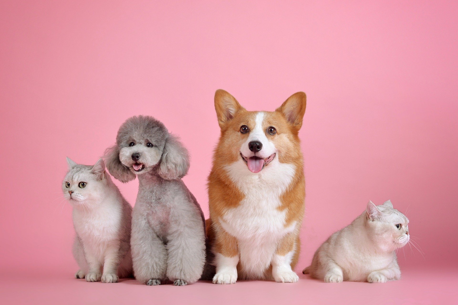 Adopting a Pet? Here are Important Things You Need to Consider