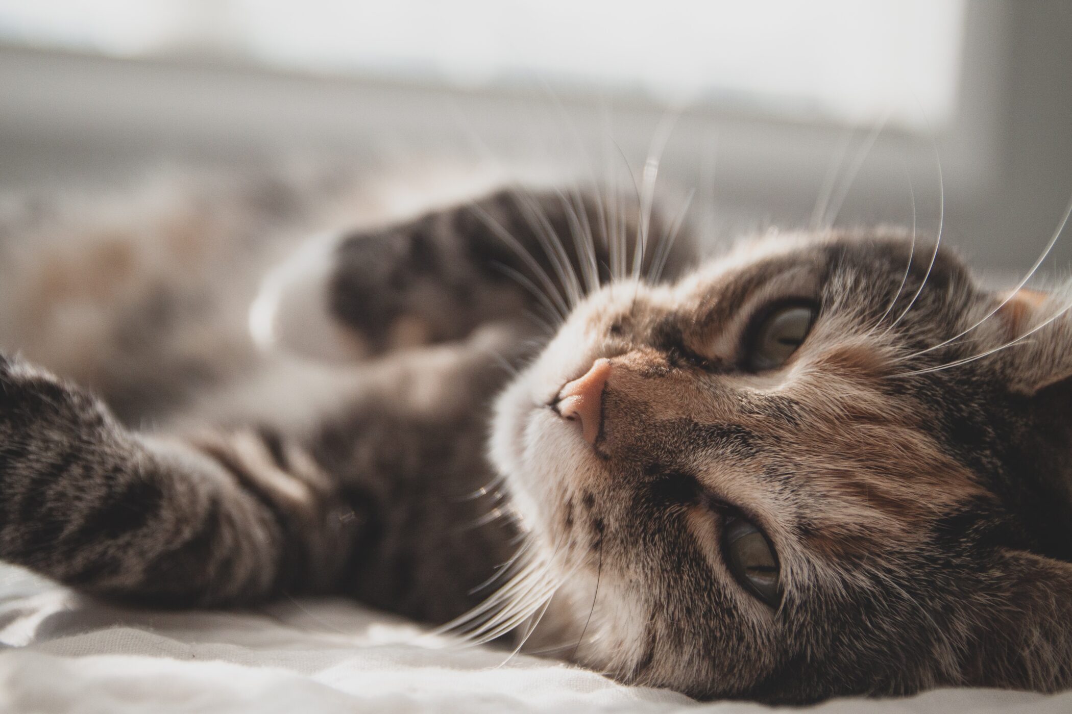 How CBD Oil For Cats Can Bring Back Your Feline’s Appetite