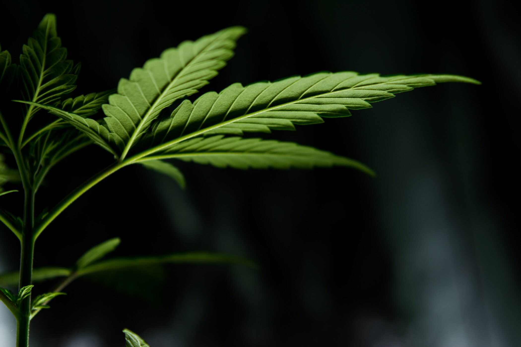 Where Do You Find Marijuana Seeds in Indiana?