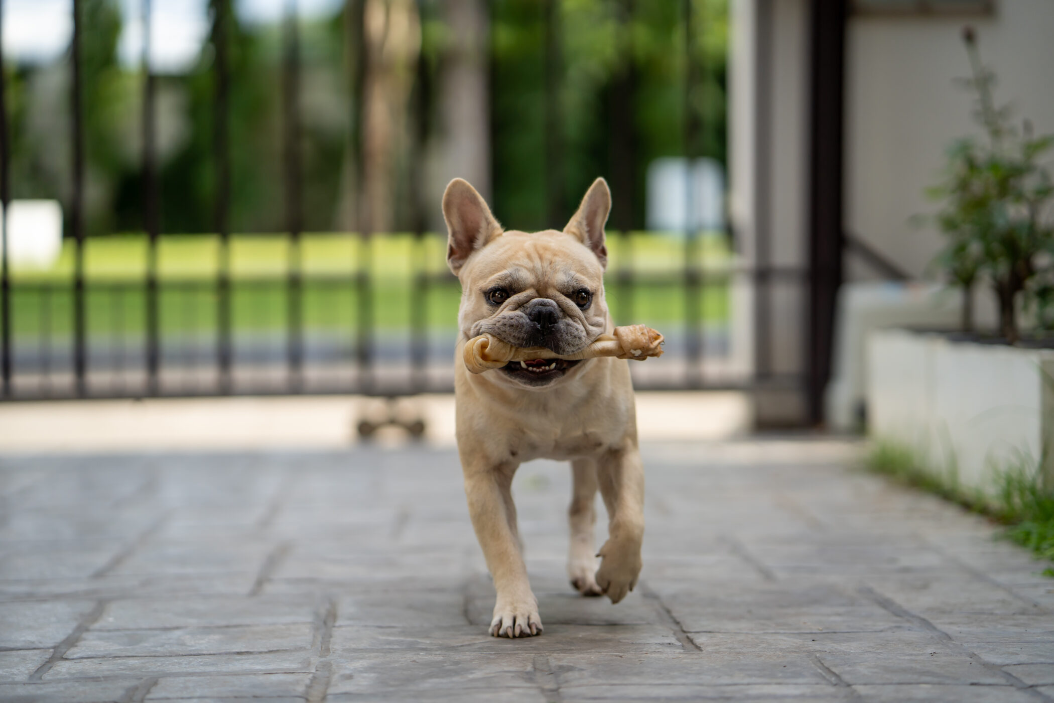 Rawhide for Dogs: A Simple Guide For Fur Parents