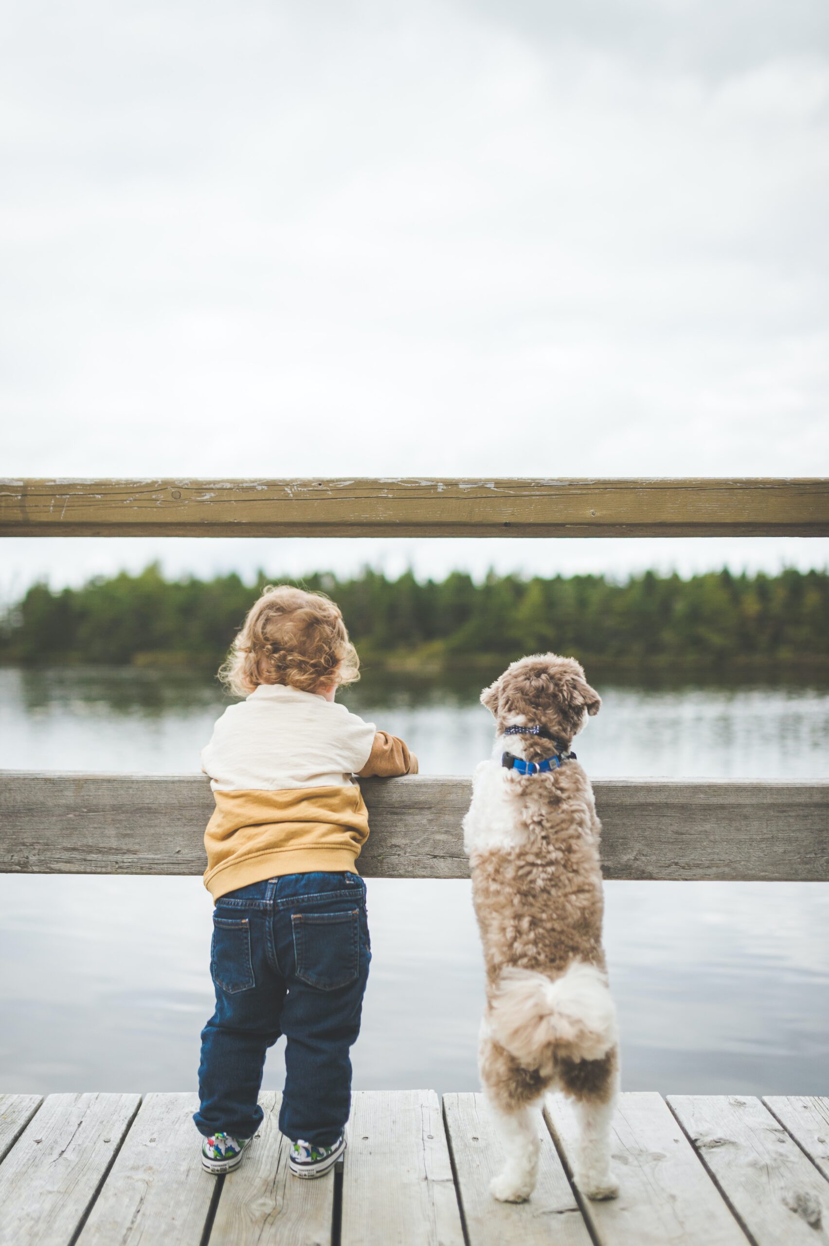 4 Ways an Emotional Support Dog Can Help Your Family