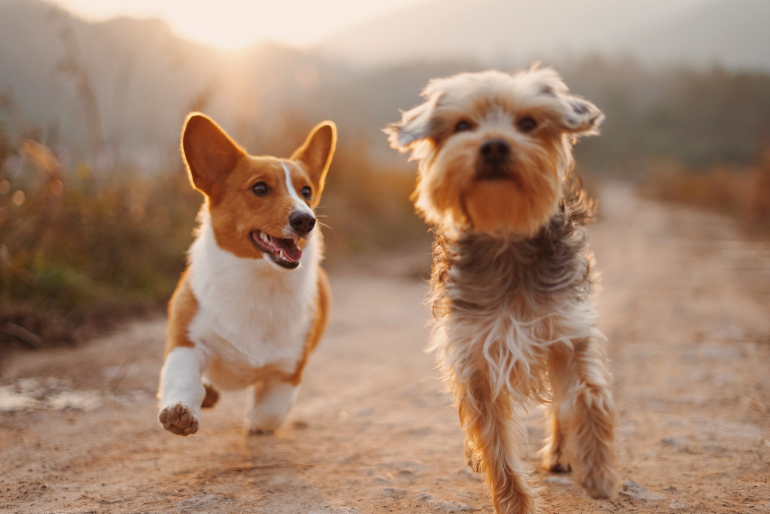 Top Tips to Make Your Life Easier as a Dog Owner