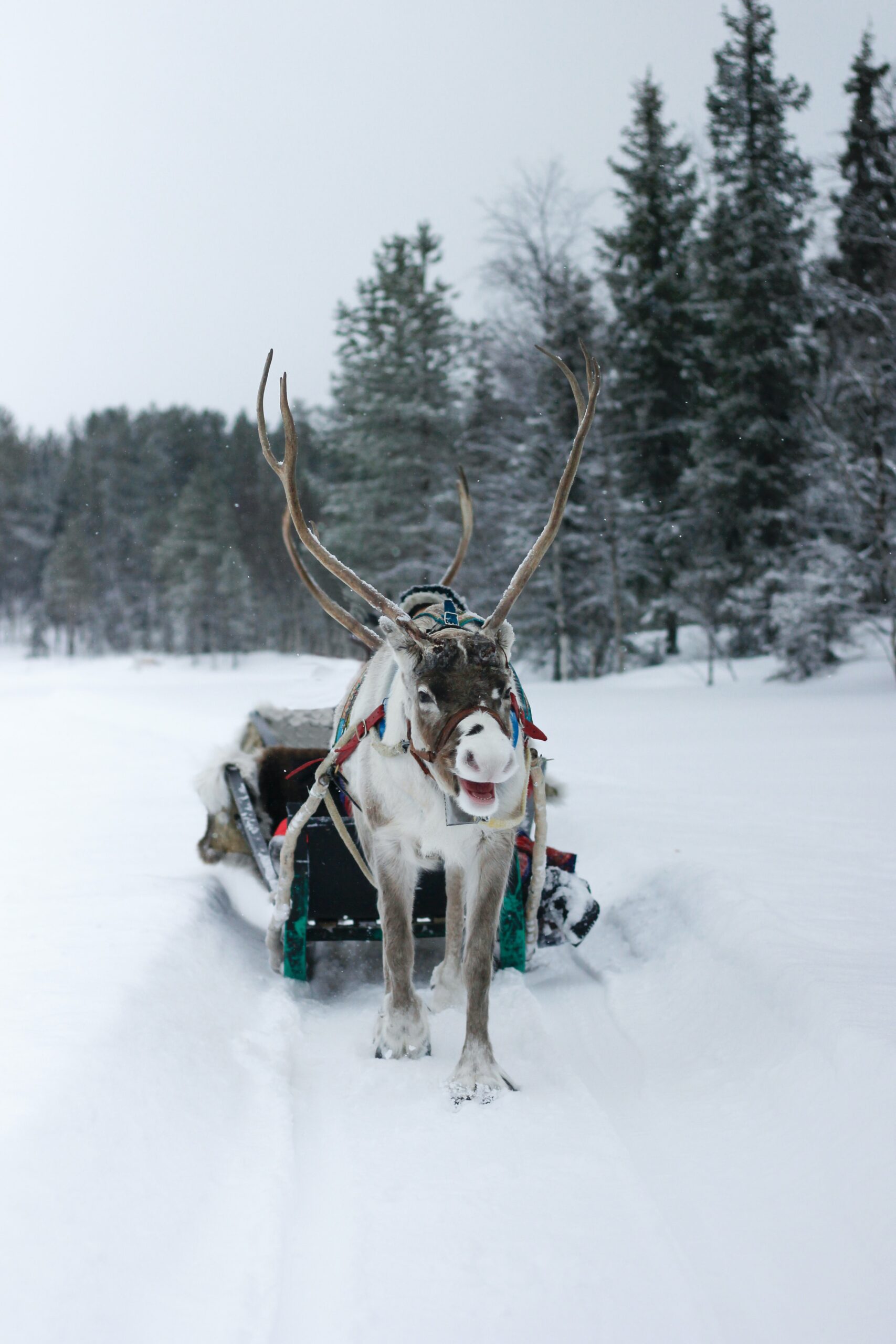 Lapland reindeer ride