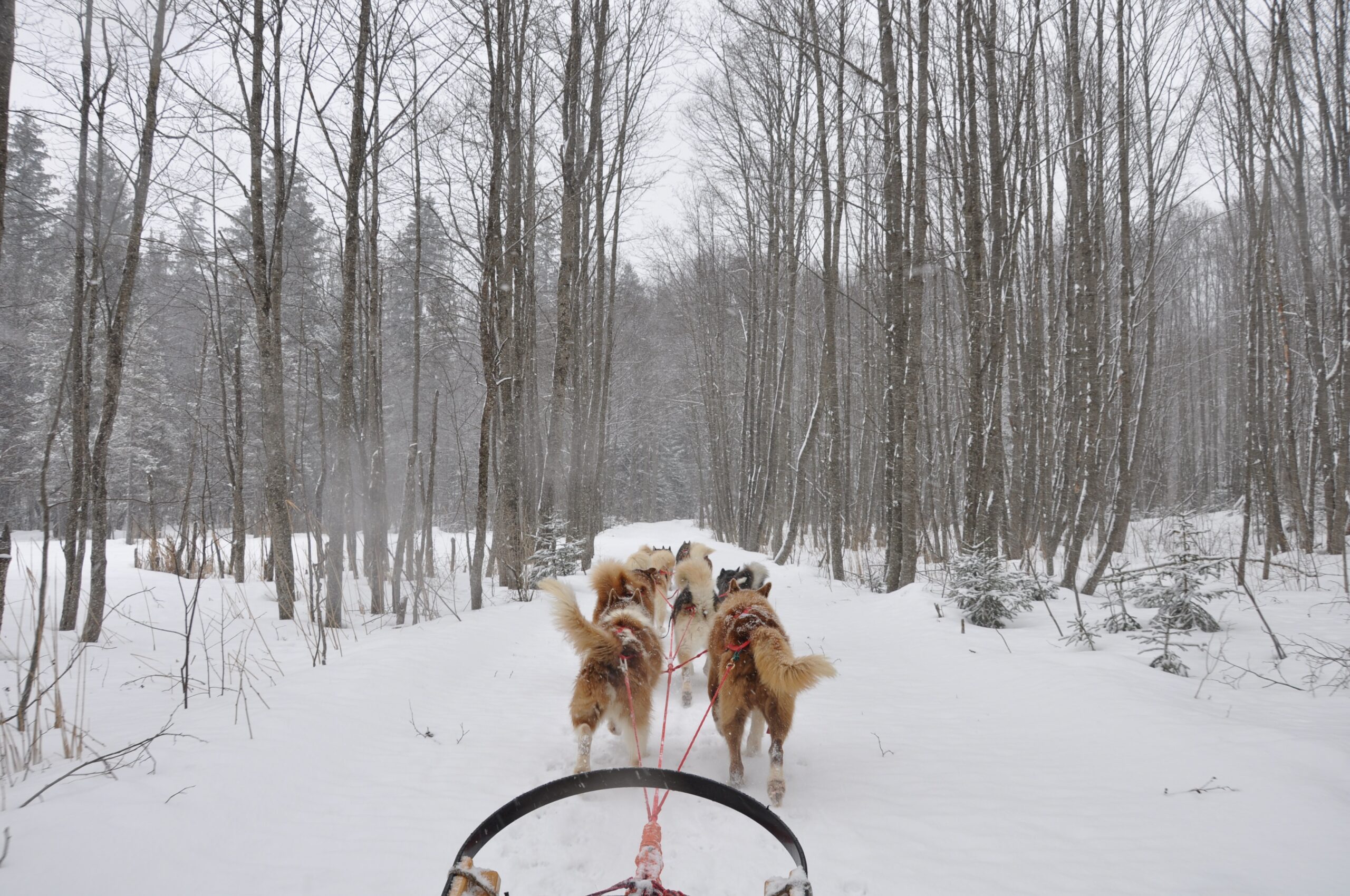 Lapland husky ride