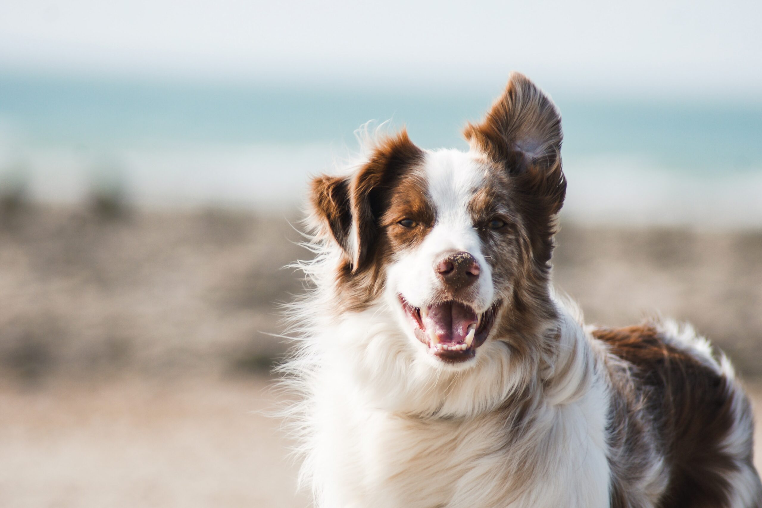 Insects as a Healthy Protein Source for Dog Food?