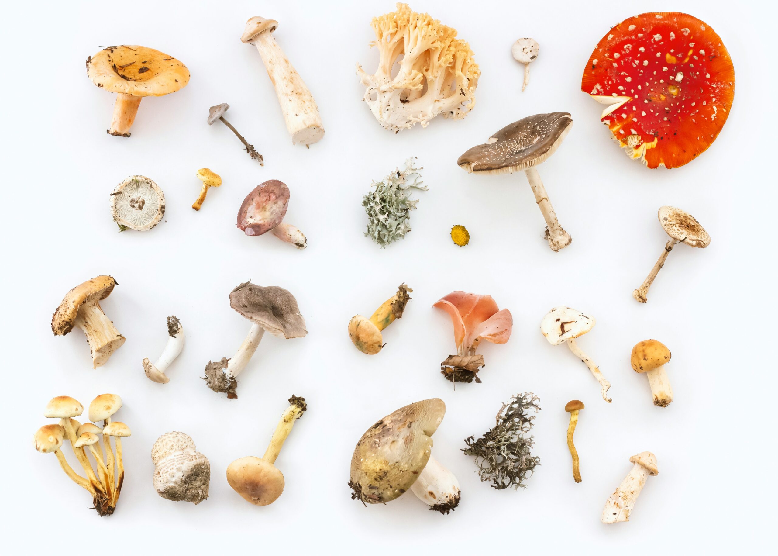 The Benefits of Lion’s Mane Mushroom for a Better Well-Being