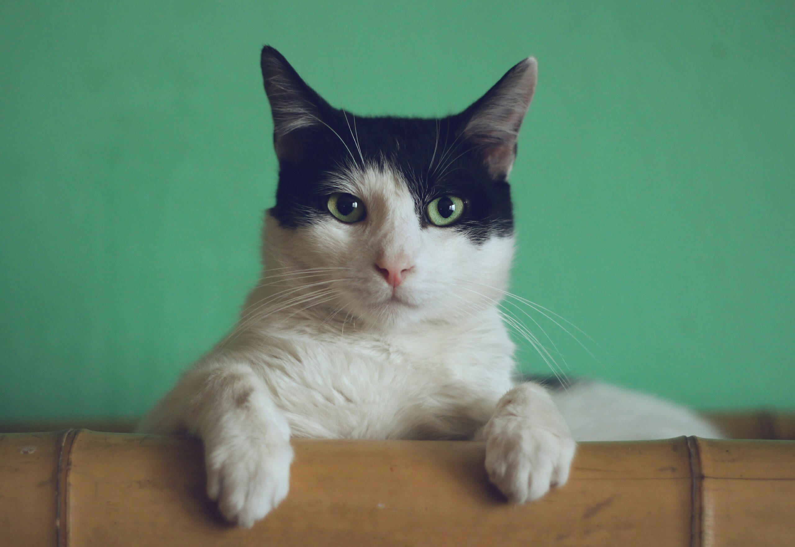 Choosing the Right Collar for Your Cat: A Comprehensive Guide