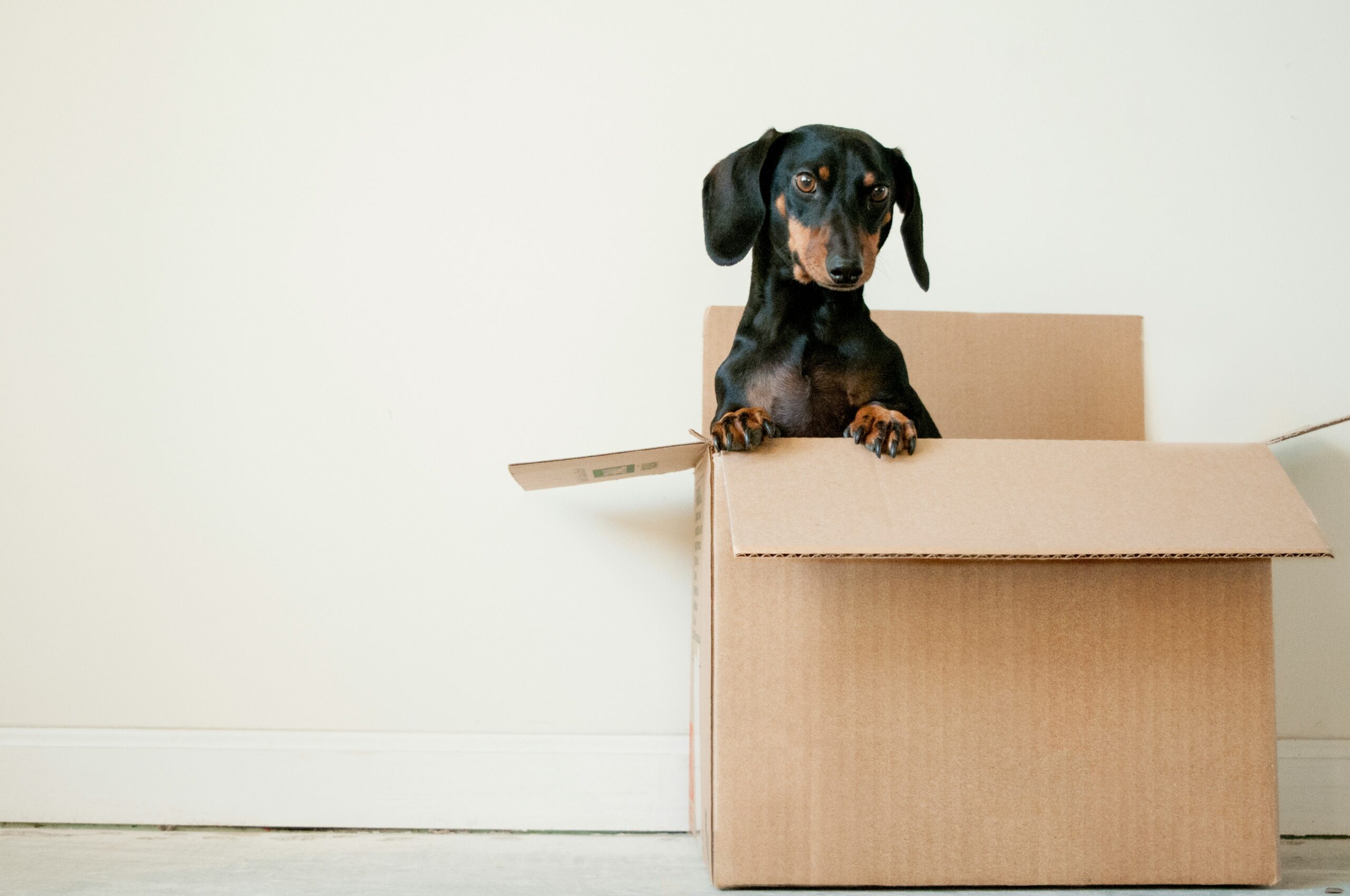 Reasons to Hire Professional Movers for Your Long-Distance Move