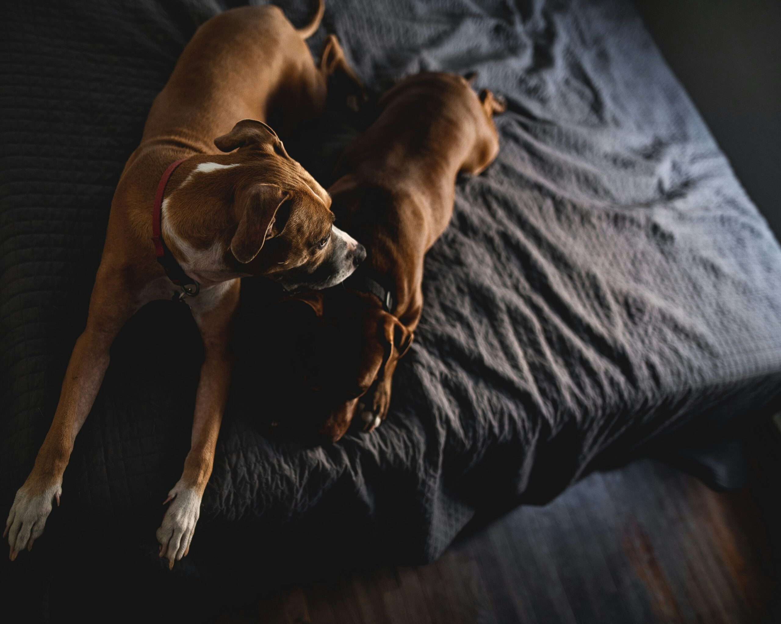 Selling a Home with Pets: What Families Need to Know