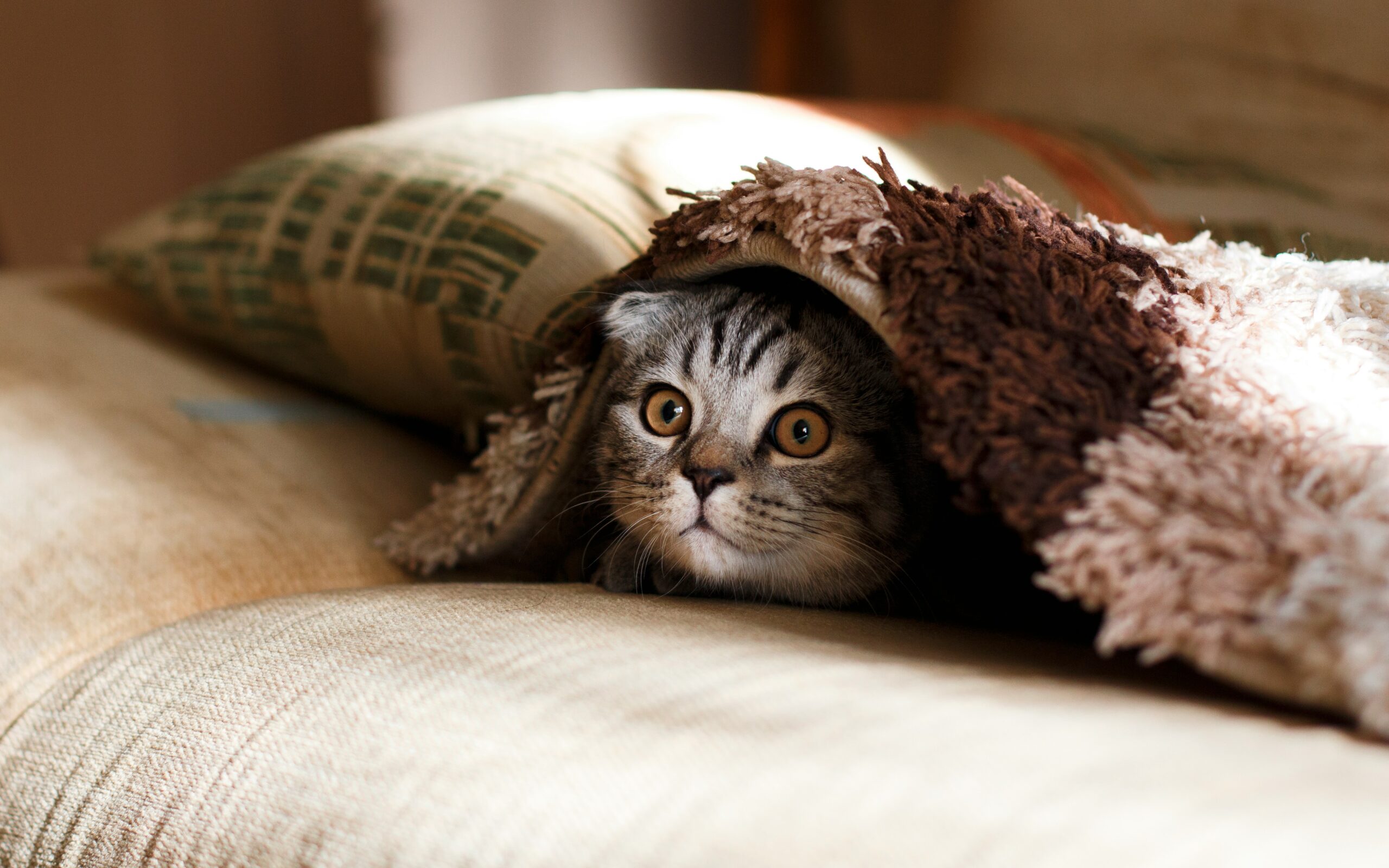How You Can Microchip Your Pet And Why It Is Important
