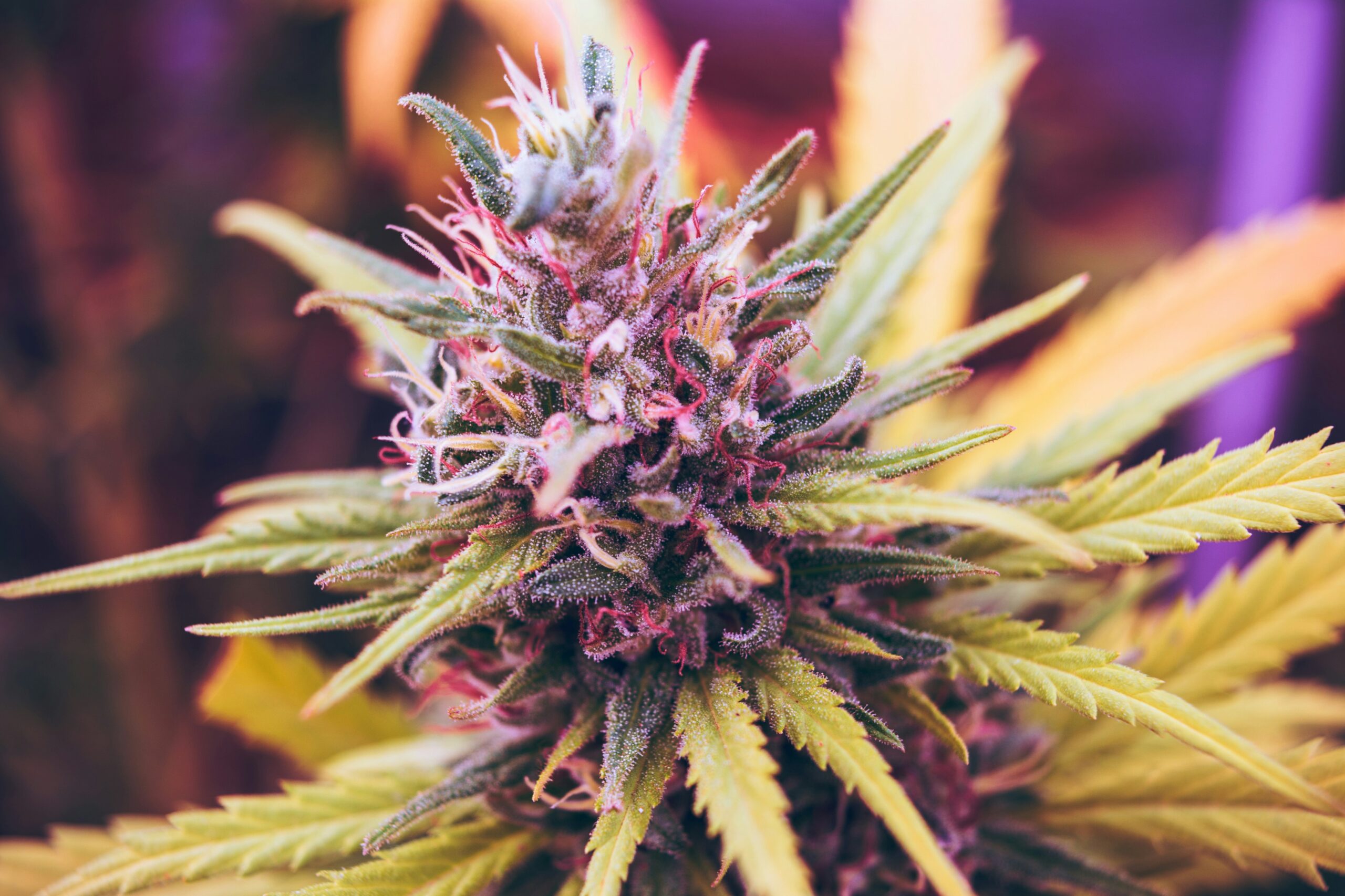 Exploring Feminised Seeds and the White Widow Strain