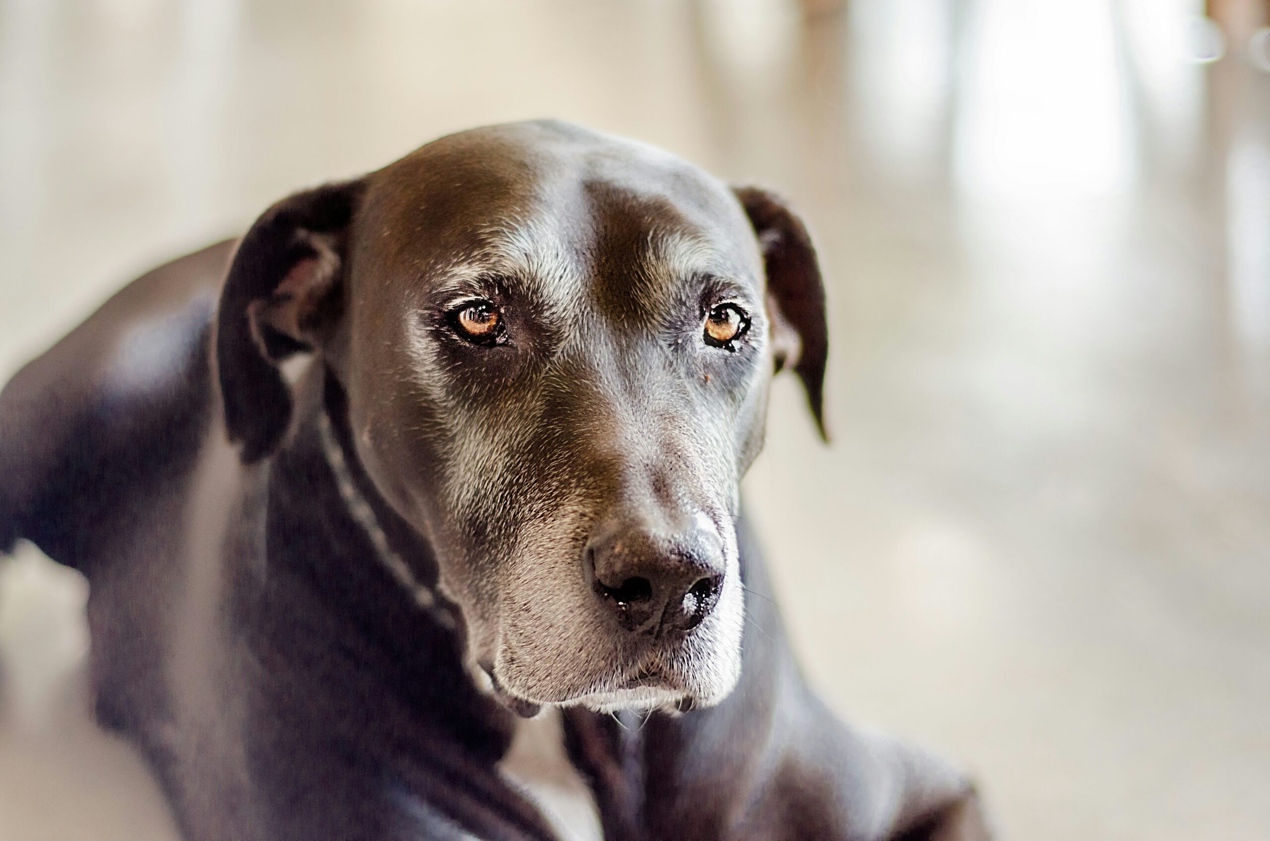 Understanding Your Dog’s Needs In Old Age