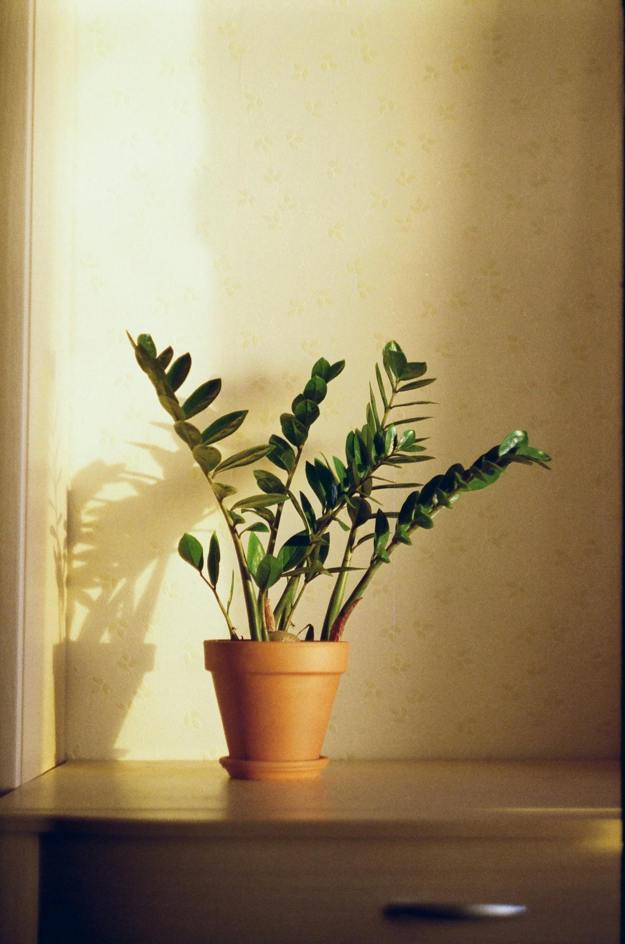 Creating a calming home environment for children and parents alike