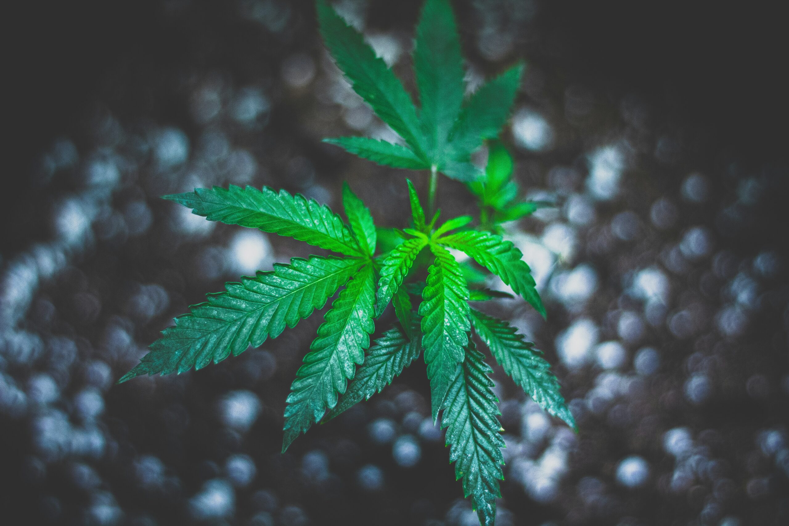Exploring the Rise in Popularity of Cannabis Seeds in the UK: A Modern Gardener’s Guide