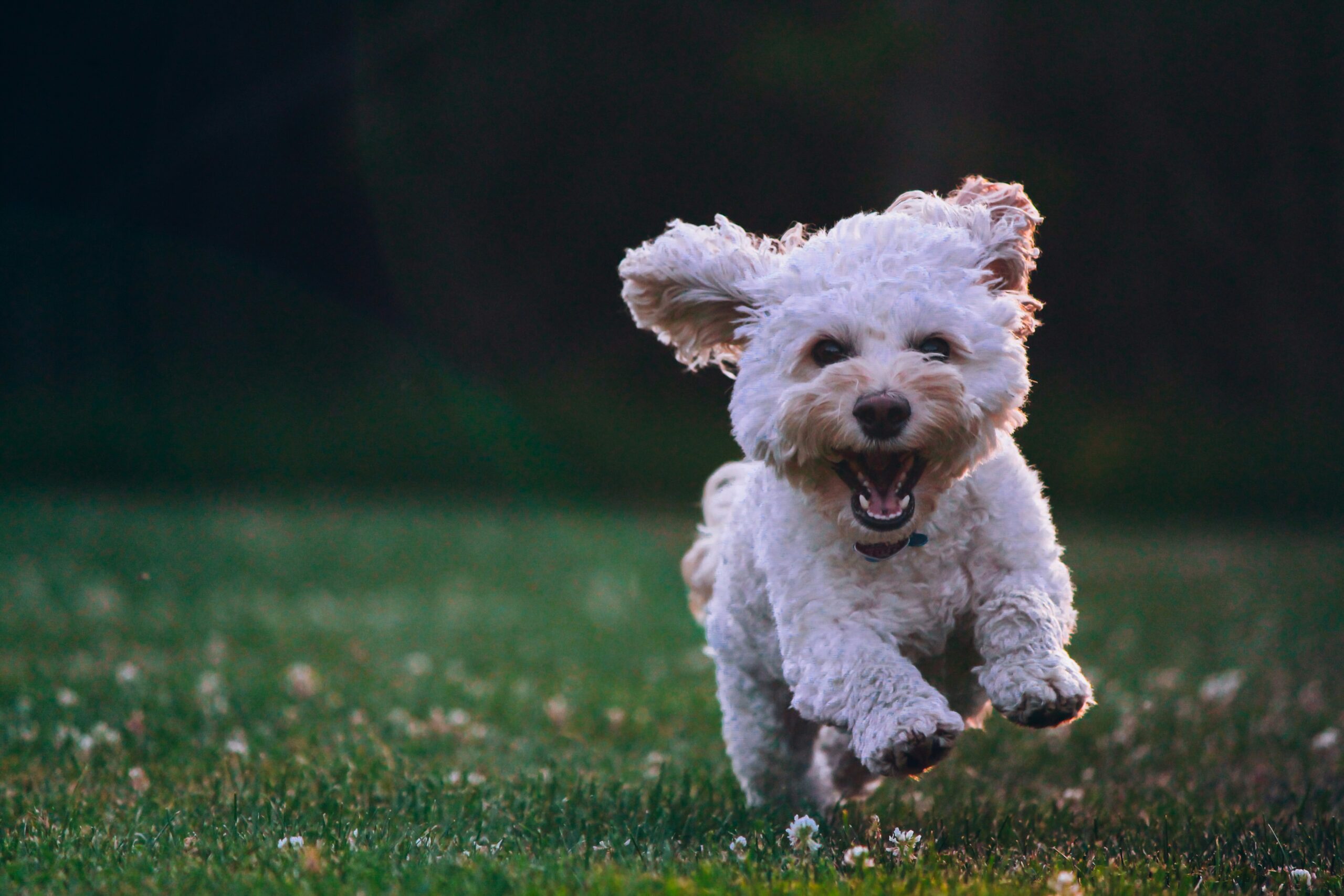 Top 5 Natural Bully Stick Brands That Pet Parents Trust in 2025