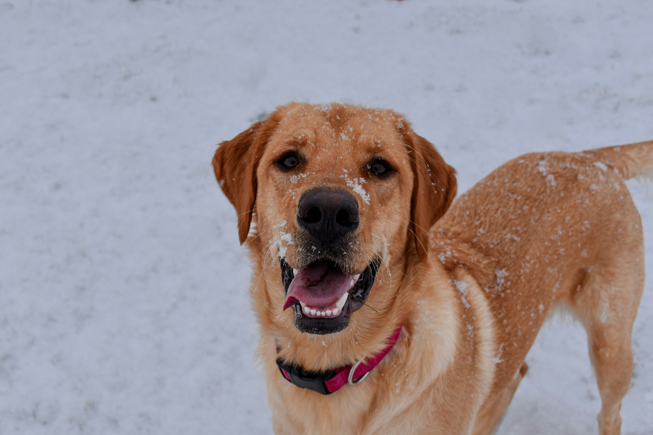 Essential Winter Care: Protecting Your Dog from Cold Weather