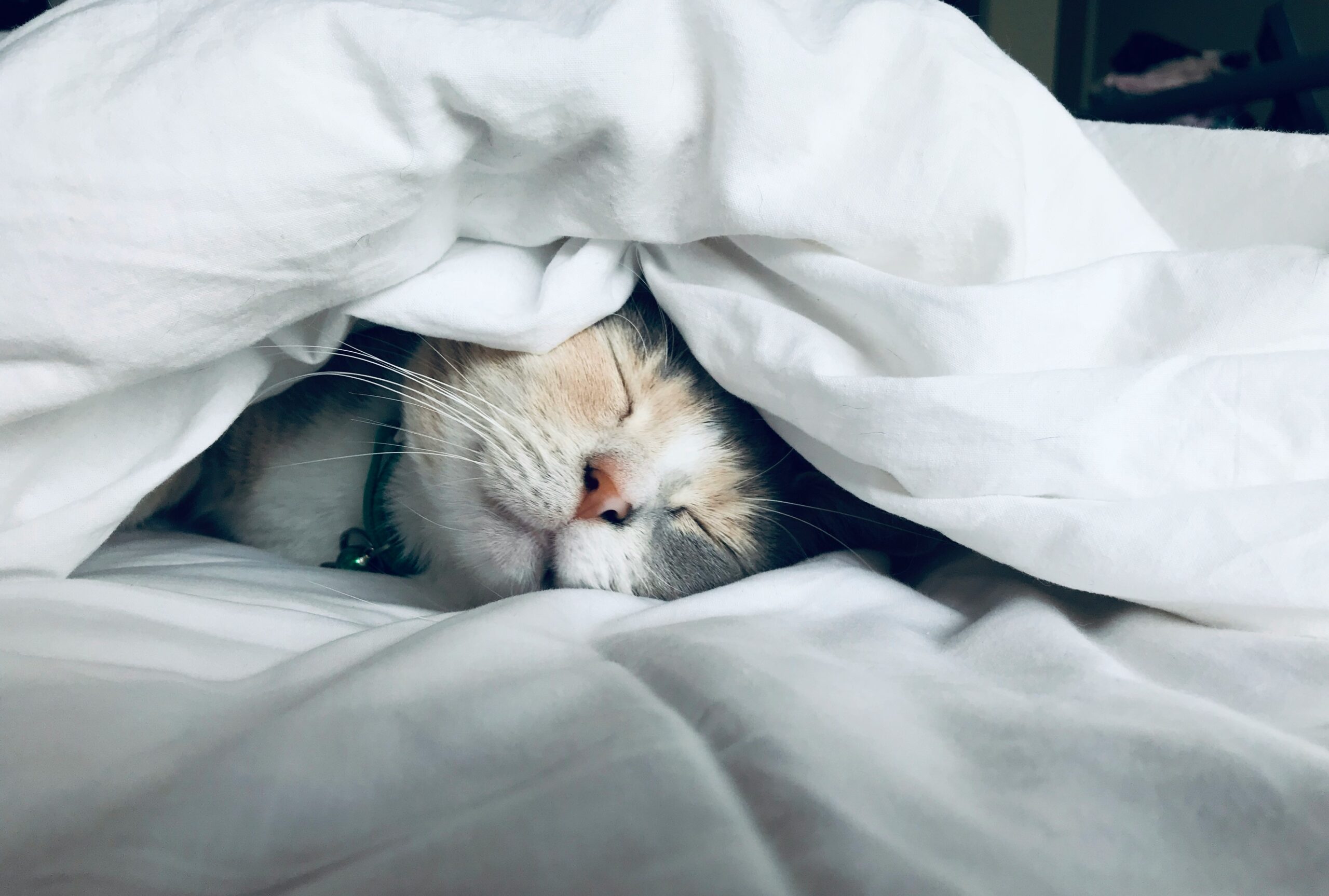 What Signs Show Your Cat Needs a Calming Solution?