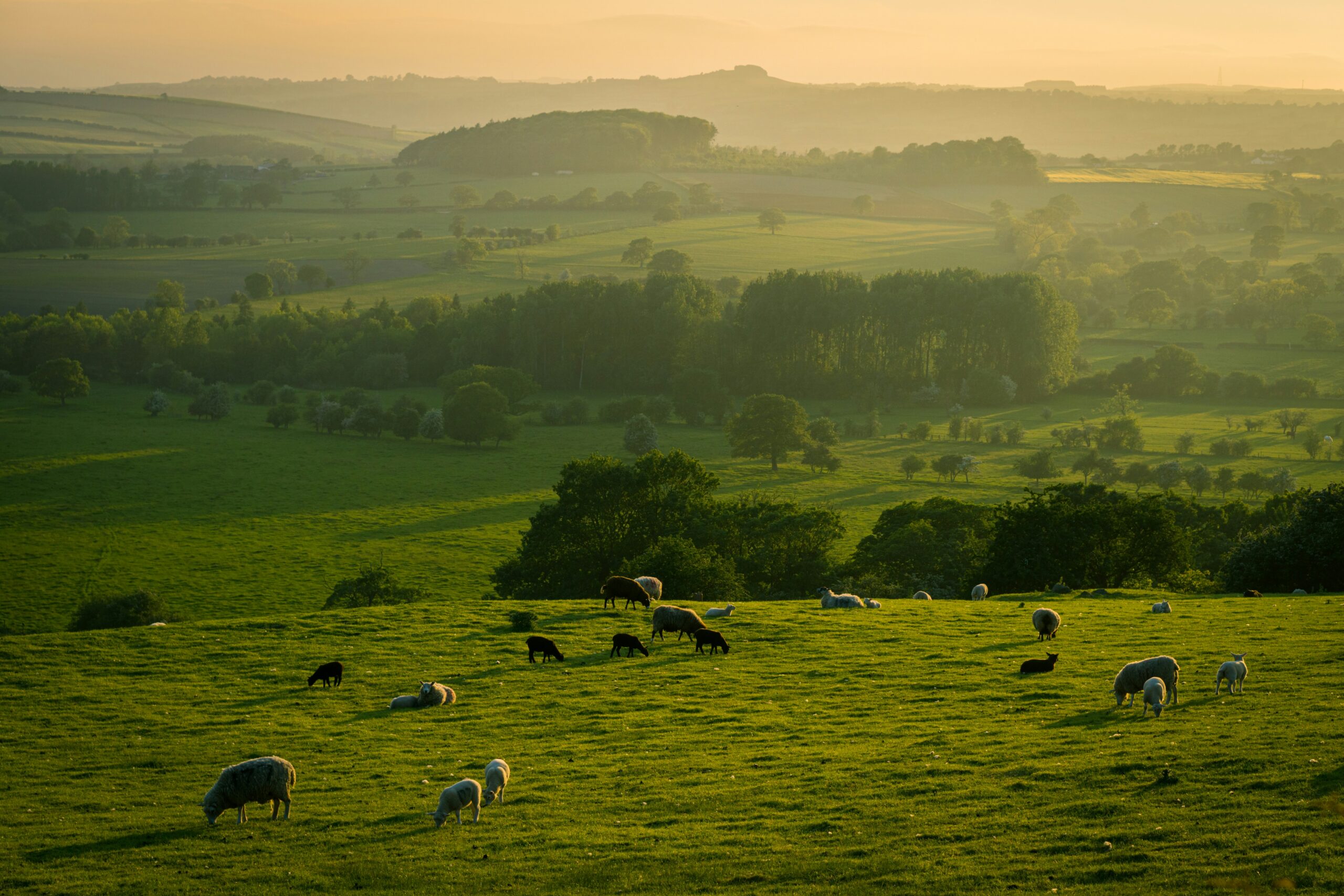 A herd of sheep grazing on a green grass field in the English countryside on a sunny day.
