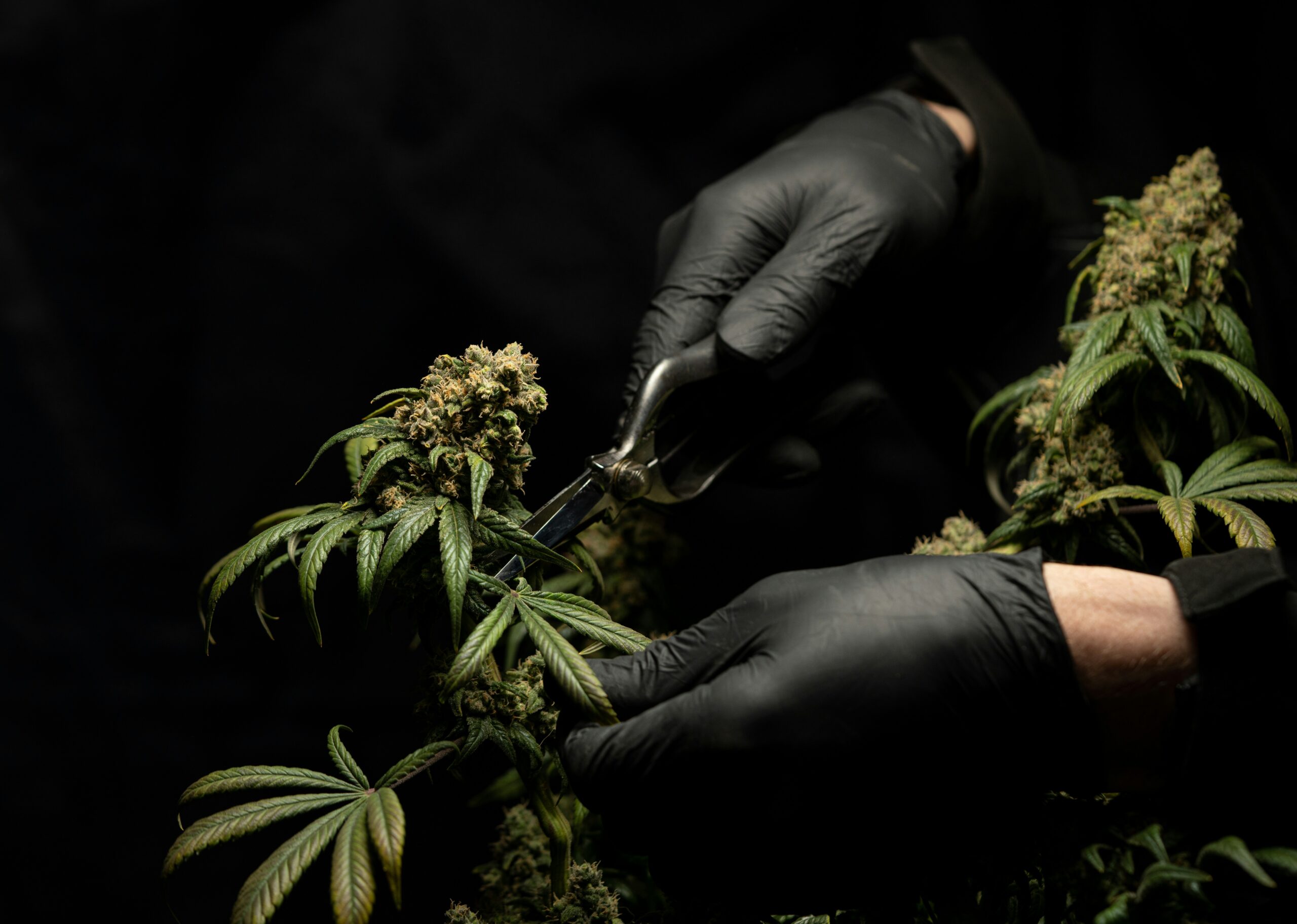 What Are Feminized Cannabis Seeds and Why Are They Popular?