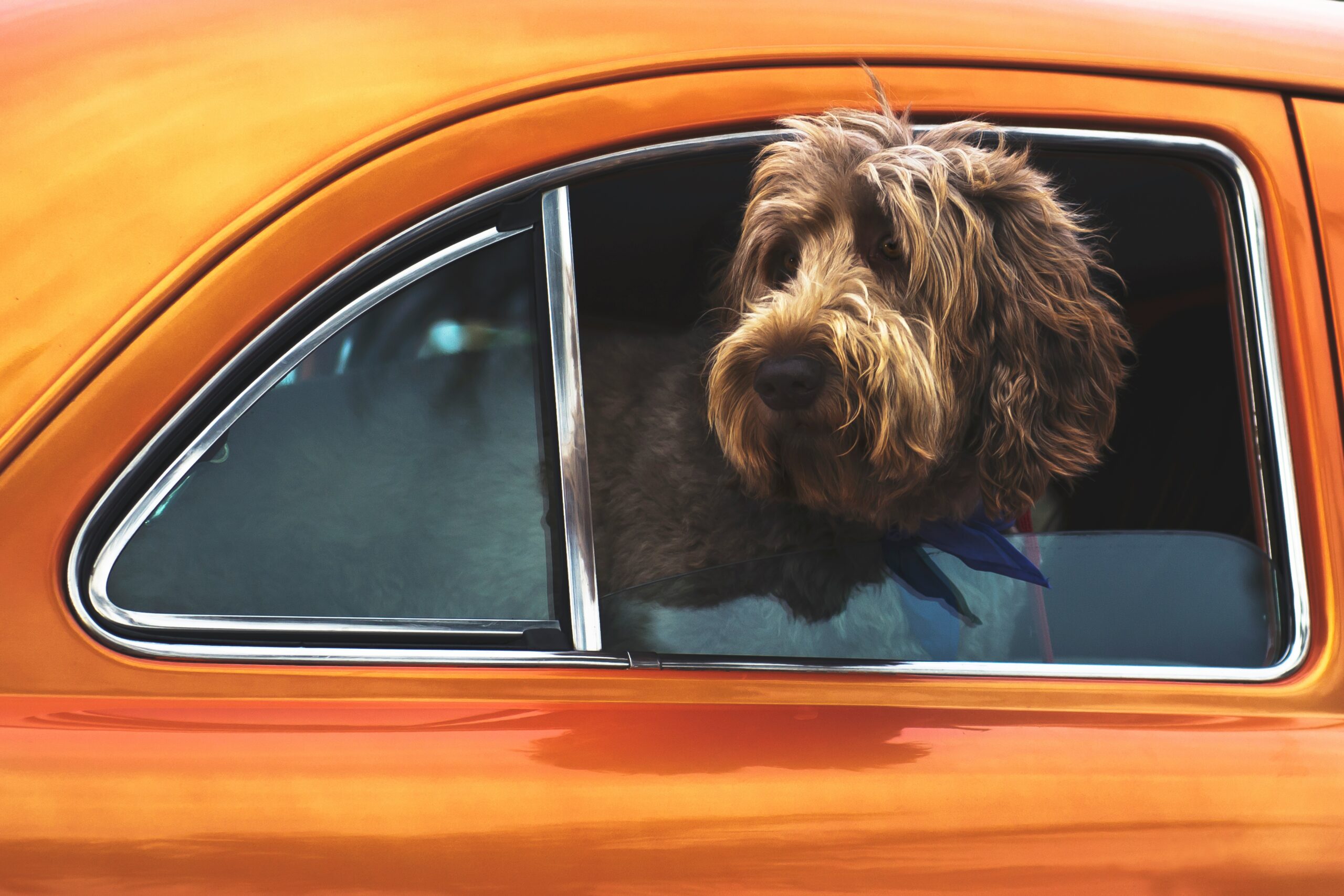 How to Protect Vehicle Upholstery From Dogs, Claws, Fur, and Messes