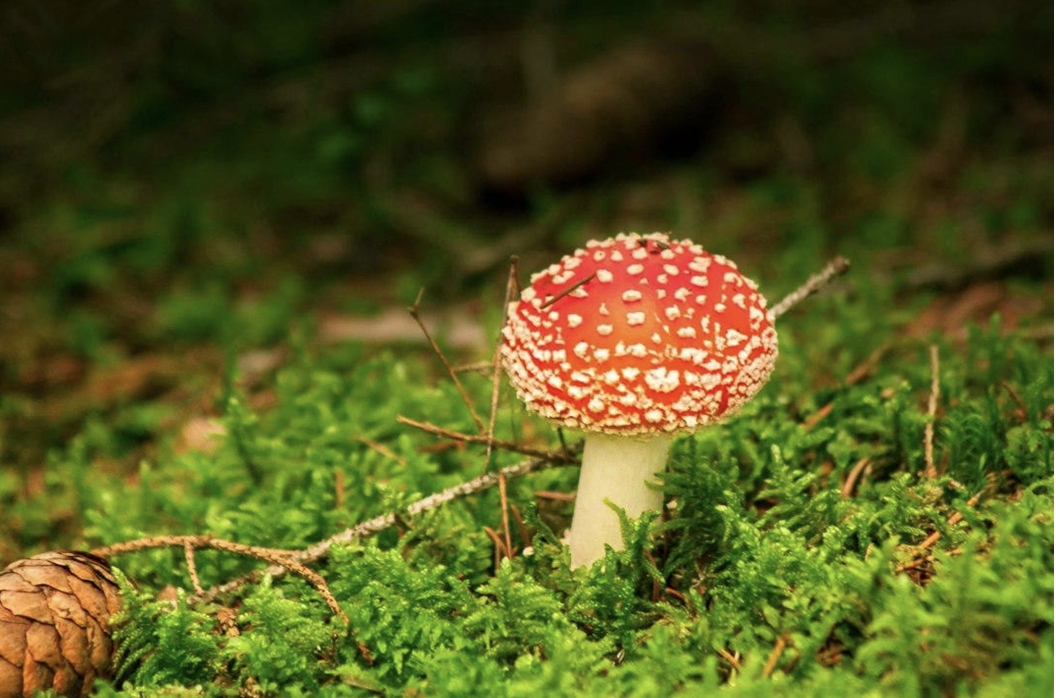 Amanita Muscaria: A Thoughtful Look at a Storied Mushroom