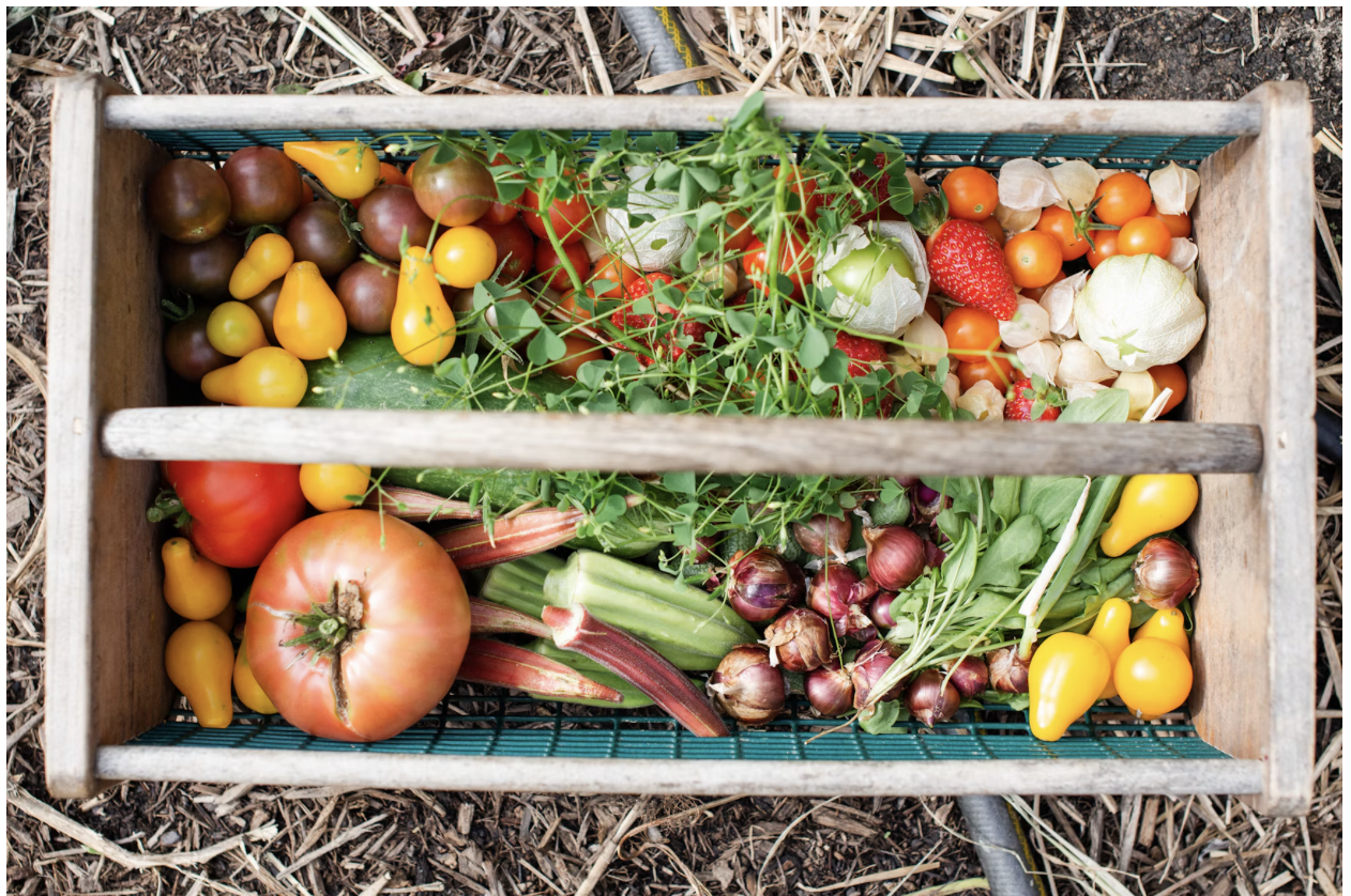 How climate-controlled growing spaces shield family gardens from unexpected weather